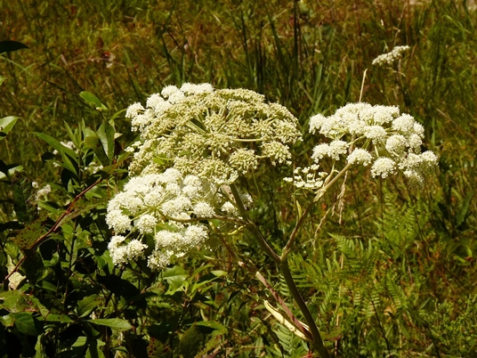 {Angelica venenosa}